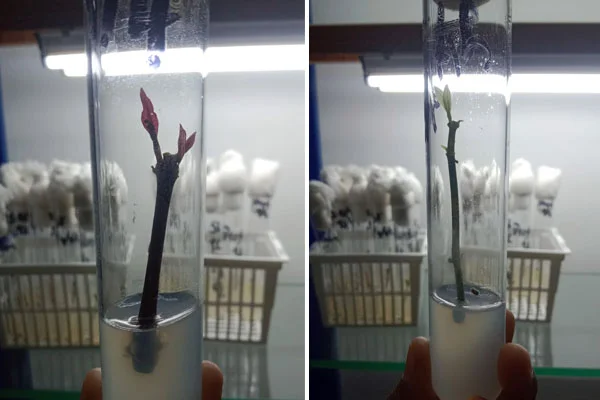 PLANT TISSUE CULTURE WORKSHOP